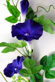 Pin On Flowers