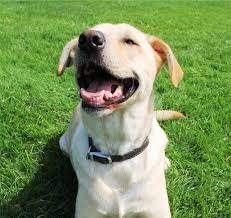 Friendship provides state of the art, comprehensive services for our clients and patients. Veterinarians And Animal Hospital In Carmel In Yellow Dog Veterinary Clinic