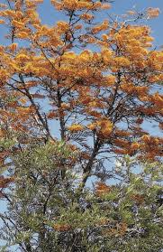 Image result for Grevillea robusta