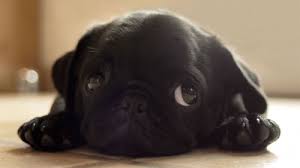 Pug 500x281 Top 10 Dogs That Stay Small Black Pug Puppies Super Cute Puppies Pug Puppies