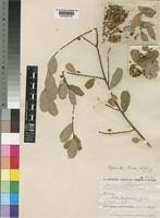 Image result for Phyllanthus beillei