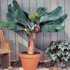 A cold hardy banana tree, also known as a musa basjoo banana tree, can grow in freezing temperatures all across the united states and gives off a tropical vibe, despite not producing any fruit.keep reading to learn how to grow a cold hardy banana tree and where to buy one. Buy Patio Dwarf Banana Tree From Ty Ty Nursery