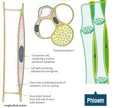 There is also continuity of water among the mesophyll cells, guard cells and tracheary elements of a leaf. Functions Of Xylem And Phloem Biology Notes For Igcse 2014