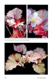 Image result for Begonia clypeifolia
