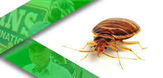 They target human beings, first and foremost, as we are just so many and. Bed Bug Treatment Phoenix Tucson Las Vegas Burns Pest