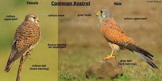 Common Kestrel Difference Between Male And Female Gender By Divesh Kumar Saini Photo Credit Eagle Eye Kushal Kulkar Kestrel Vulture Bird Identification