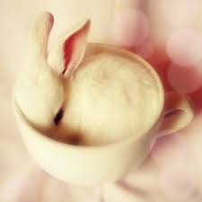 Care For A Quaint Cup Of Bunny Anyone Cute Animal Pictures Cute Animals Cute Bunny