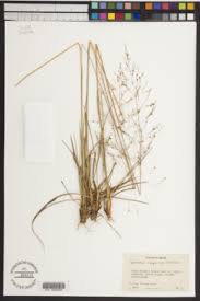 Image result for Sporobolus agrostoides