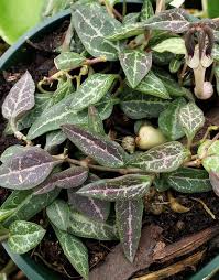 The picture is an example of what you will get, all plants have a number of new growing points with similar variegation. String Of Spades Heartless String Of Hearts Rosary Vine Sweetheart Vine Pink Foliage Stems Or Marked With Pink Almost Eden