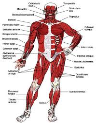It is best studied for this reason, the anatomy of the upper limb from the aspect of muscles will be reviewed topographically. Muscles Of The Upper Extremities Muscles Of The Trunk