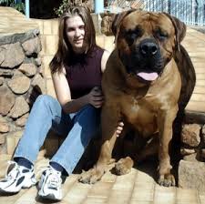 Black Boerboel Puppies For Sale In Cape Town Huge Bullmastiff Huge Dogs Guard Dogs For Sale Giant Dogs