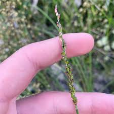 Image result for Entolasia