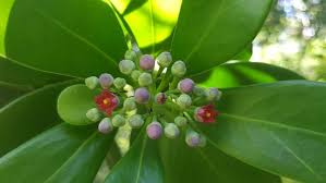 Image result for Canellaceae