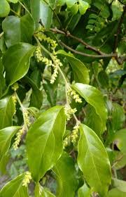 Image result for Ventilago