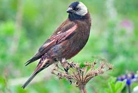 Image result for Erythrococca fischeri