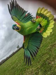 Bird Crying Like A Baby Video Volantero Las Aves Silvestres Aves Exoticas Aves Pajaros