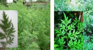 Antara khasiat ulam raja adalah mampu mengurangkan gejala kencing manis berdasarkan kajian yang pernah dibuat oleh penyelidik dari upm pada tahun 2017. Kenikir Vs Artemisia Serupa Tapi Tak Sama