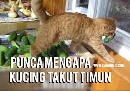 Trauma pernah makan timun pas pahit. Punca Mengapa Kucing Takut Timun