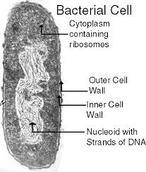 Check spelling or type a new query. 1 2 Ultrastructure Of Cells Sl Hl 1 Biology 5 Ferguson