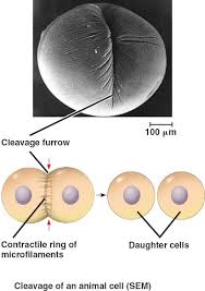 In animal cell mitosis when does the cleavage furrow form. Cytokinesisa Html 12 09cytokinesisa Jpg