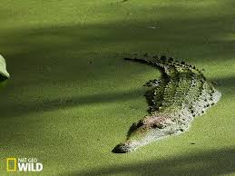 Il vit dans les eaux tempérées et chaudes de quasiment. Pin On Crocodile Dundee