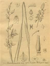 Image result for Eulophia seleensis