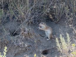 We did not find results for: Spotted Ground Squirrel