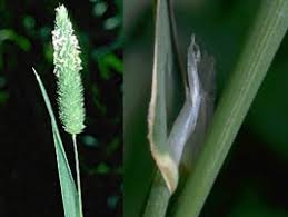 Image result for Phalaris