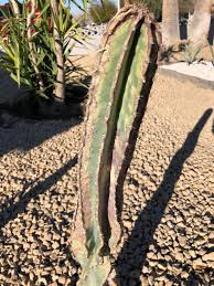 Coronavirus awareness poster drawing | how to draw easy poster of corona covid 19 prevention. Dying Cactus Cactus
