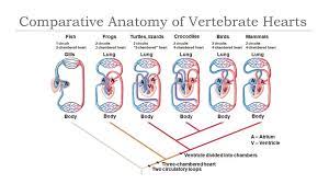 A fish's heart has four chambers. Comparative Anatomy Of Vertebrate Hearts