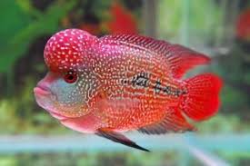 Pin On Fische