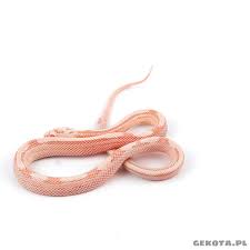 Szybka, łatwa i lokalna sprzedaż rzeczy z drugiej ręki. Pantherophis Guttatus Waz Zbozowy Snow Snow Stripe Gekota