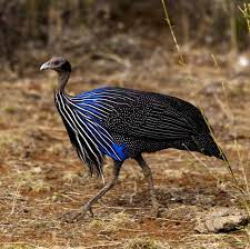 I also tell them what color the cricket is. Weirdest Birds Strange Looking Birds