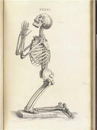 Planche Anatomique Ancienne Squellette Dessin Dessin Squelette Les Arts