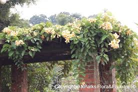 Image result for Marsdenia macrantha