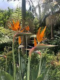 Birds Of Paradise In Hamilton Nz Birds Of Paradise Plants Plant Fungus