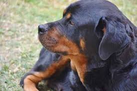 Le thon en boîte apparaît comme un aliment « sain » et que l'on peut donner à son chien, voire à son chat. Donner Du Paracetamol A Son Chien Attention A L Intoxication