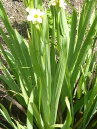 Image result for Iridaceae