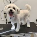 DOG TOWN GROOMERY - Updated May 2024 - 33 Photos - 341 Norton Rd ...