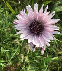 Image result for Cyperus mapanioides