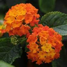 Lucky Flame Improved Lantana Lantana Plant Lantana Flower Lantana