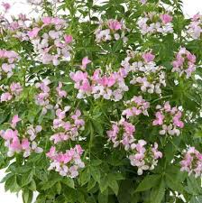 Image result for Cleome