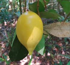 Image result for Pouteria