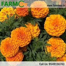 Buy Merigold Flower Seeds Online From Farmkey At Lowest Price Flower Seeds Flower Seeds Online Flower Structure
