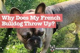 Charles spaniel, french bulldog, jack russell terrier, pug, and shetland sheepdog. Why Does My French Bulldog Throw Up 6 Reasons For Vomiting Foam