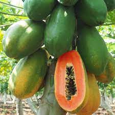 As a company, we strive to bring you the best selection of organic and/or natural gardening supplies available. Home Garden Organic Balcony Fruit Tree Papaya Seeds Buy At A Low Prices On Joom E Commerce Platform
