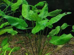 Image result for Centemopsis filiformis