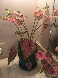 Caladiums grow very well in pots and planters — including hanging baskets. Caladium Leaves Have Been Drooping Like Crazy Lately I Keep It Indoors In The Bathroom And Water It Regularly It Gets Some Soft Indirect Light From The Window It Seems To Have