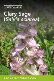 Clary Sage Essential Oil The School Of Aromatic Studies Clary Sage Essential Oil Clary Sage Sage Essential Oil