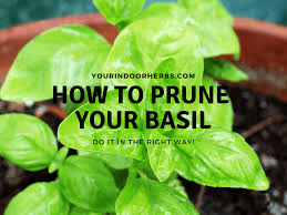 Be sure to shake off the basil plants to remove any bugs and excess dirt. How To Prune Basil To Make It Bushier And What To Avoid Your Indoor Herbs